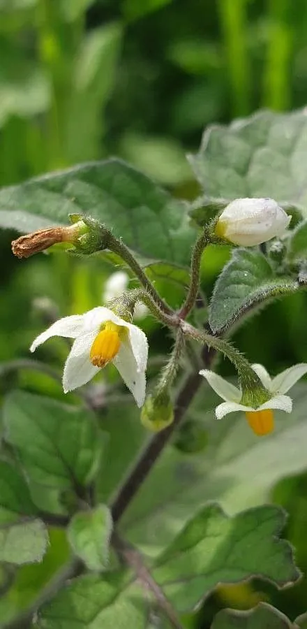 Red nightshade (Solanum villosum, Gard. Dict. ed. 8.: n.° 2 (1768))