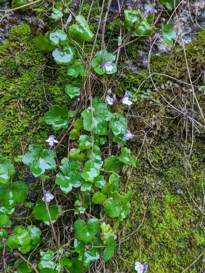 Kenilworth ivy (Cymbalaria muralis, Oekon. Fl. Wetterau 2: 397 (1800))