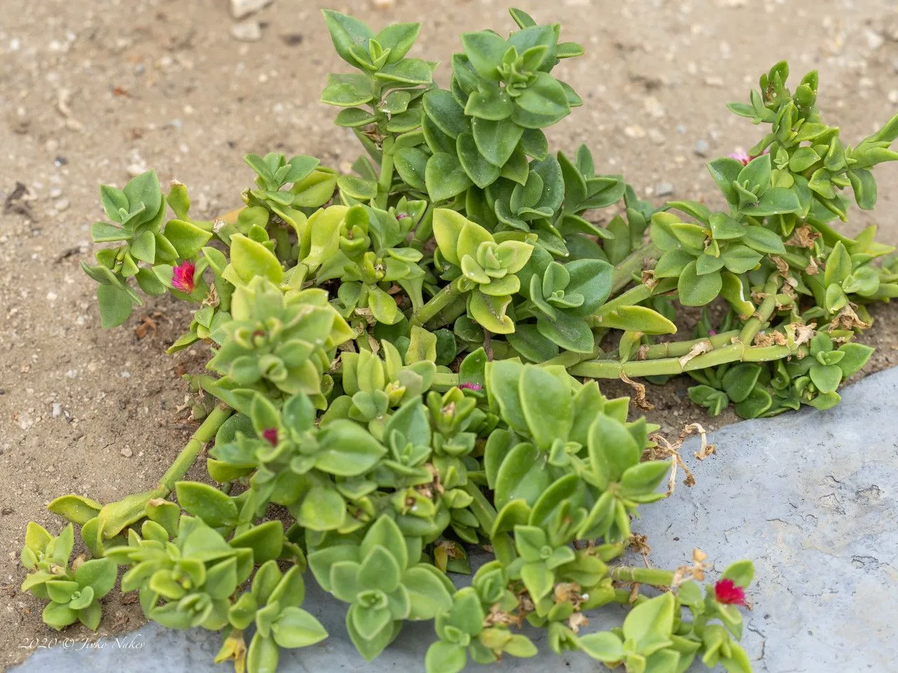 Heartleaf iceplant (Mesembryanthemum cordifolium, Suppl. Pl.: 260 (1782))