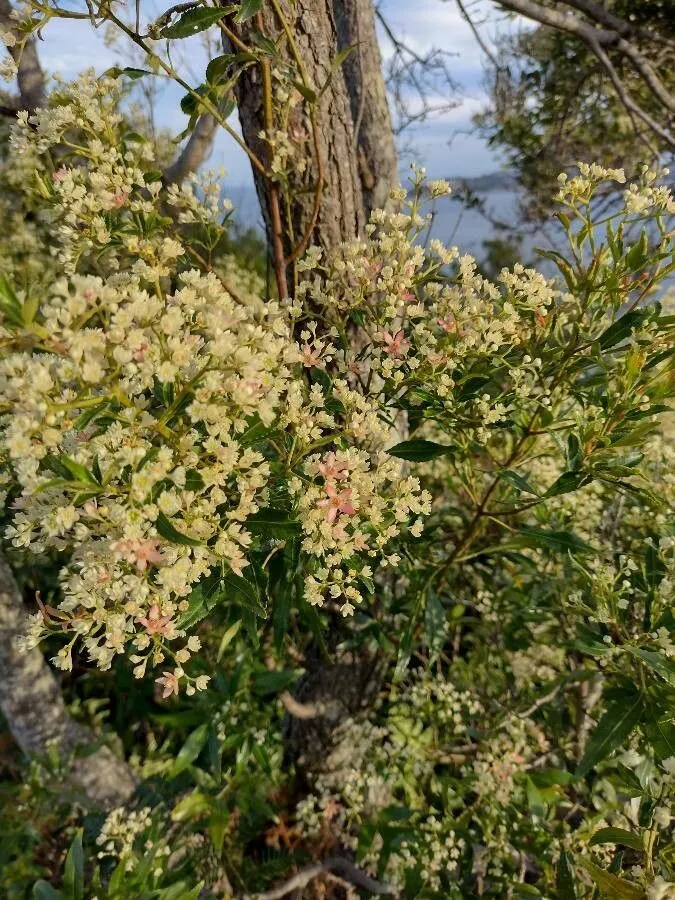 Christmasbush (Ceratopetalum gummiferum, Spec. Bot. New Holland: 9 (1793))