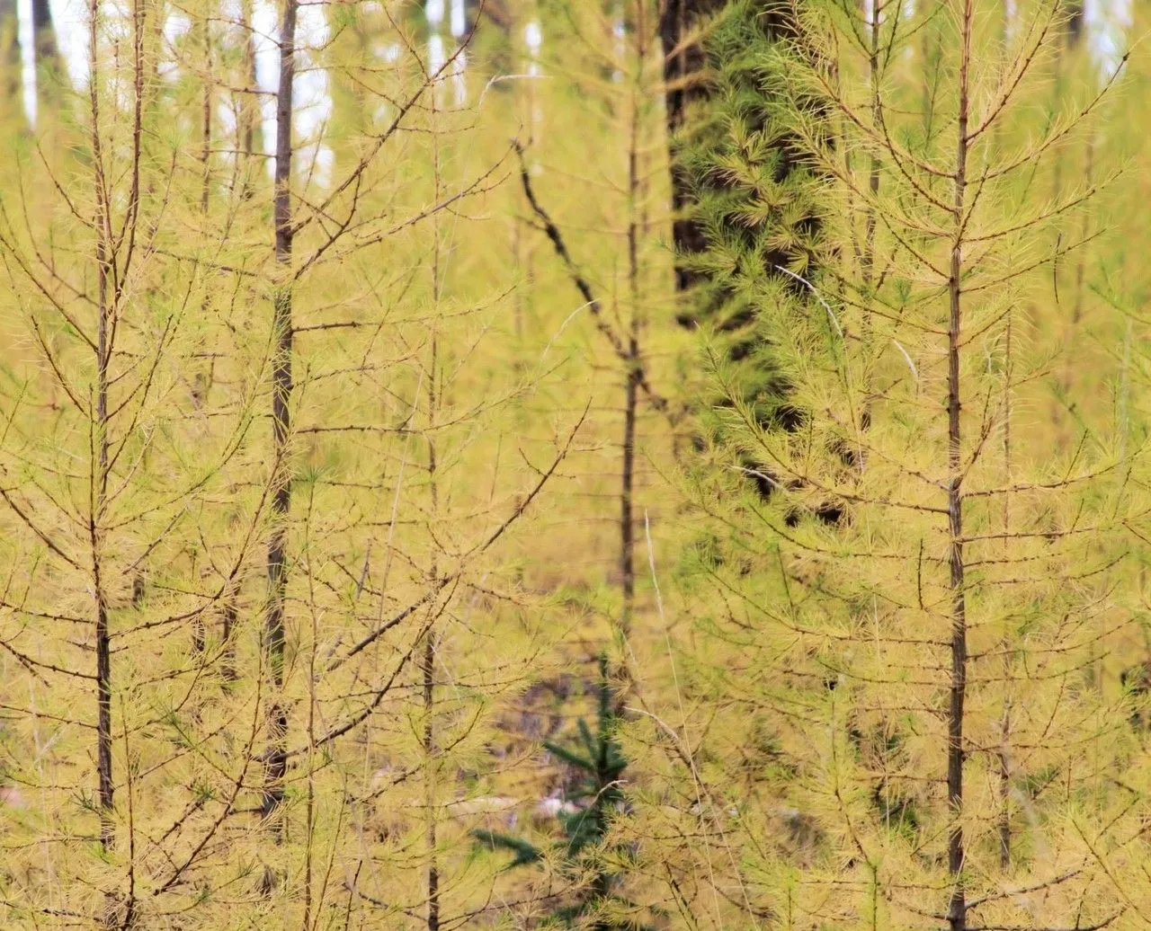 Western larch (Larix occidentalis, N. Amer. Sylv. 2: 199 (1846))