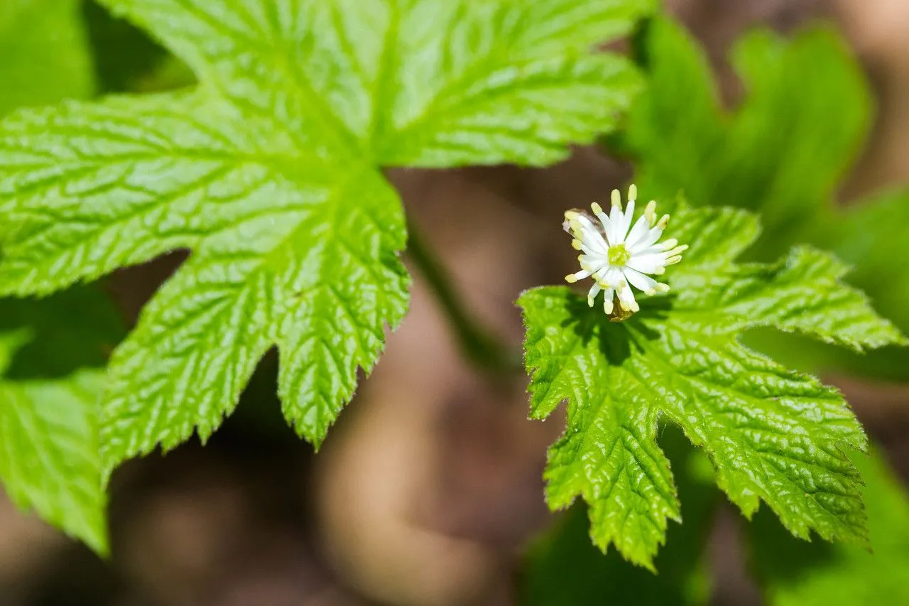 Goldenseal (Hydrastis canadensis, Syst. Nat. ed. 10. 2: 1088 (1759))