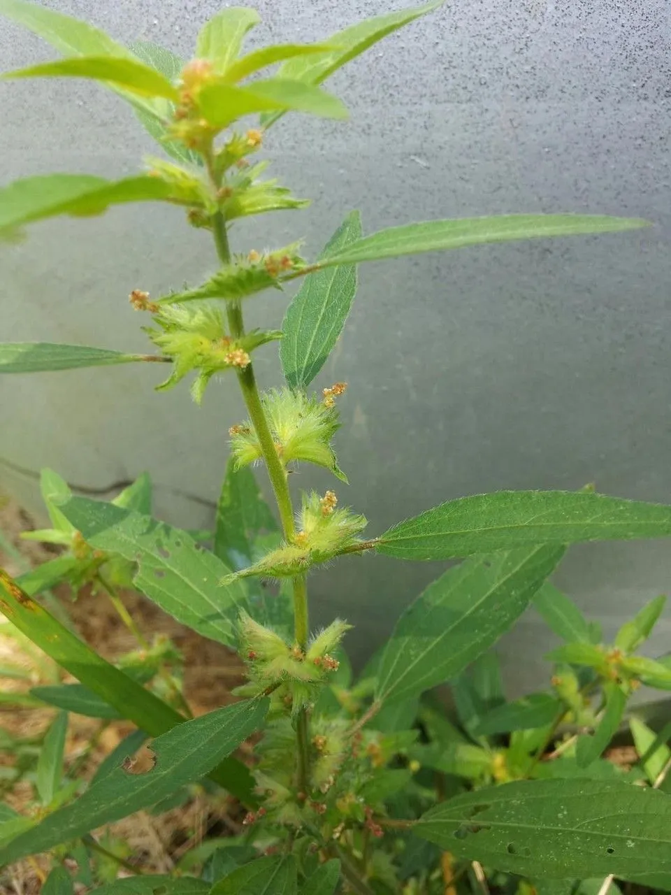 Virginia copperleaf (Acalypha virginica, Sp. Pl.: 1003 (1753))