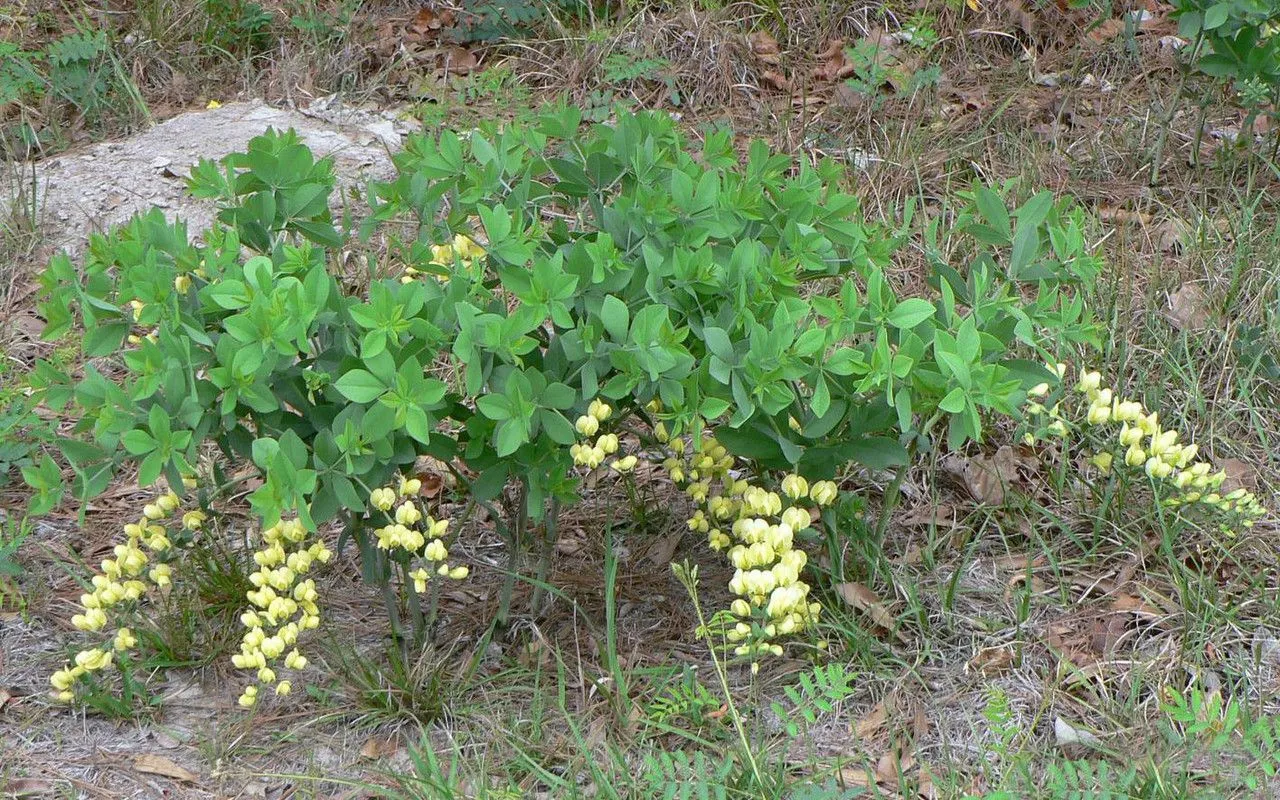 Longbract wild indigo (Baptisia bracteata, Sketch Bot. S. Carolina 1: 469 (1817))