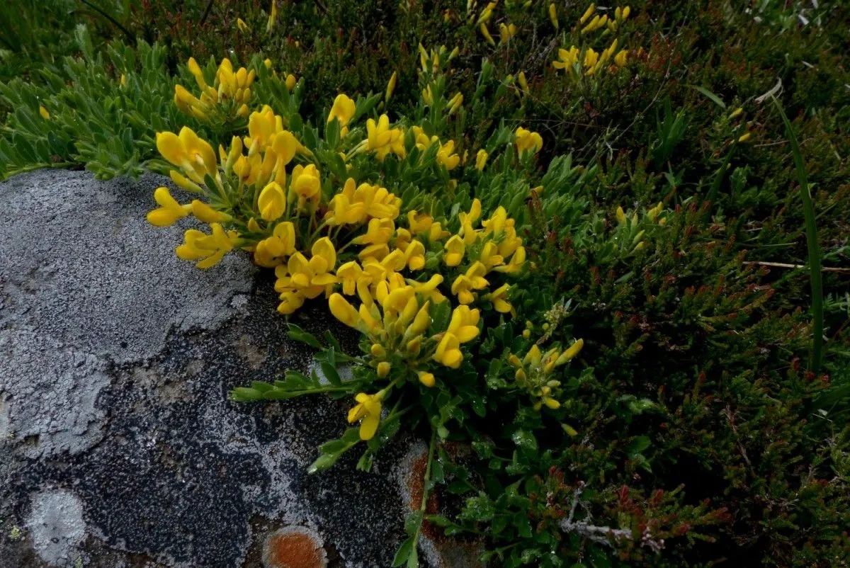 Broom (Cytisus decumbens, Ann. Sci. Nat., Bot., sér. 3, 3: 156 (1845))