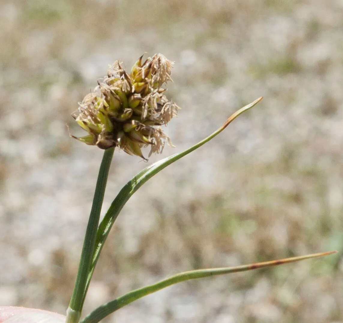 Curved sedge (Carex maritima, Fl. Norveg. 2: 131 (1776))