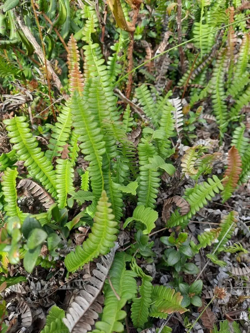 Antarctic hard fern (Blechnum penna-marina, Filic. Afr.: 92 (1868))