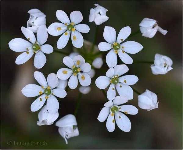 Hairy garlic (Allium subhirsutum, Sp. Pl.: 295 (1753))