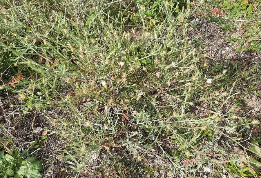 Tumble knapweed (Centaurea diffusa, Encycl. 1: 675 (1785))