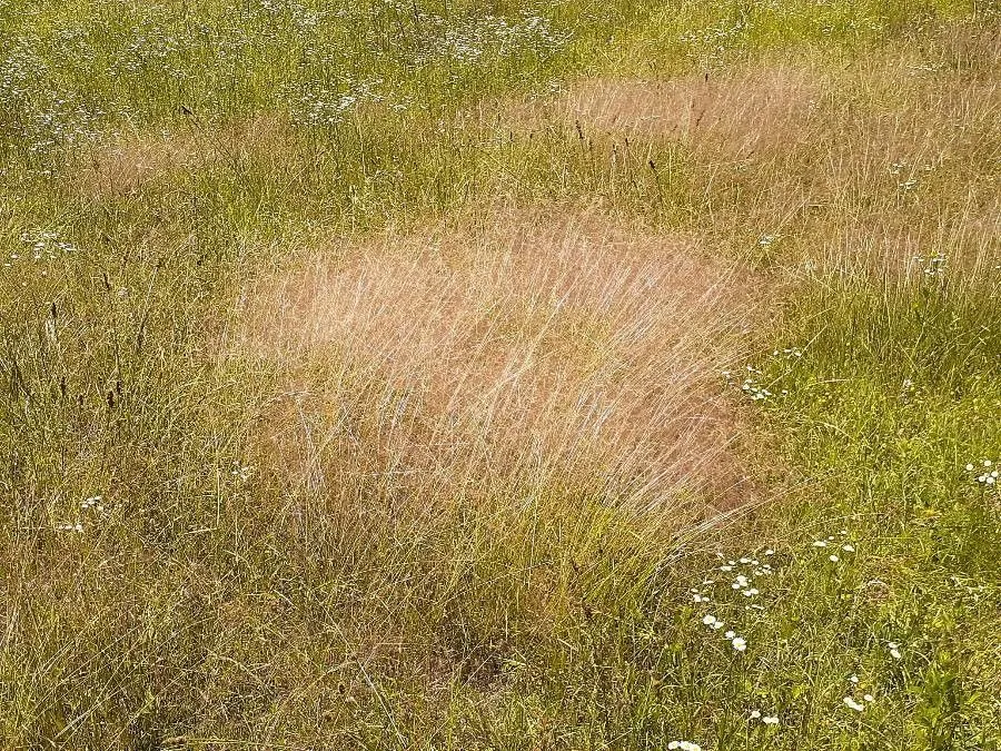 Purple love grass (Eragrostis spectabilis, Nomencl. Bot., ed. 2, 1: 564 (1840))