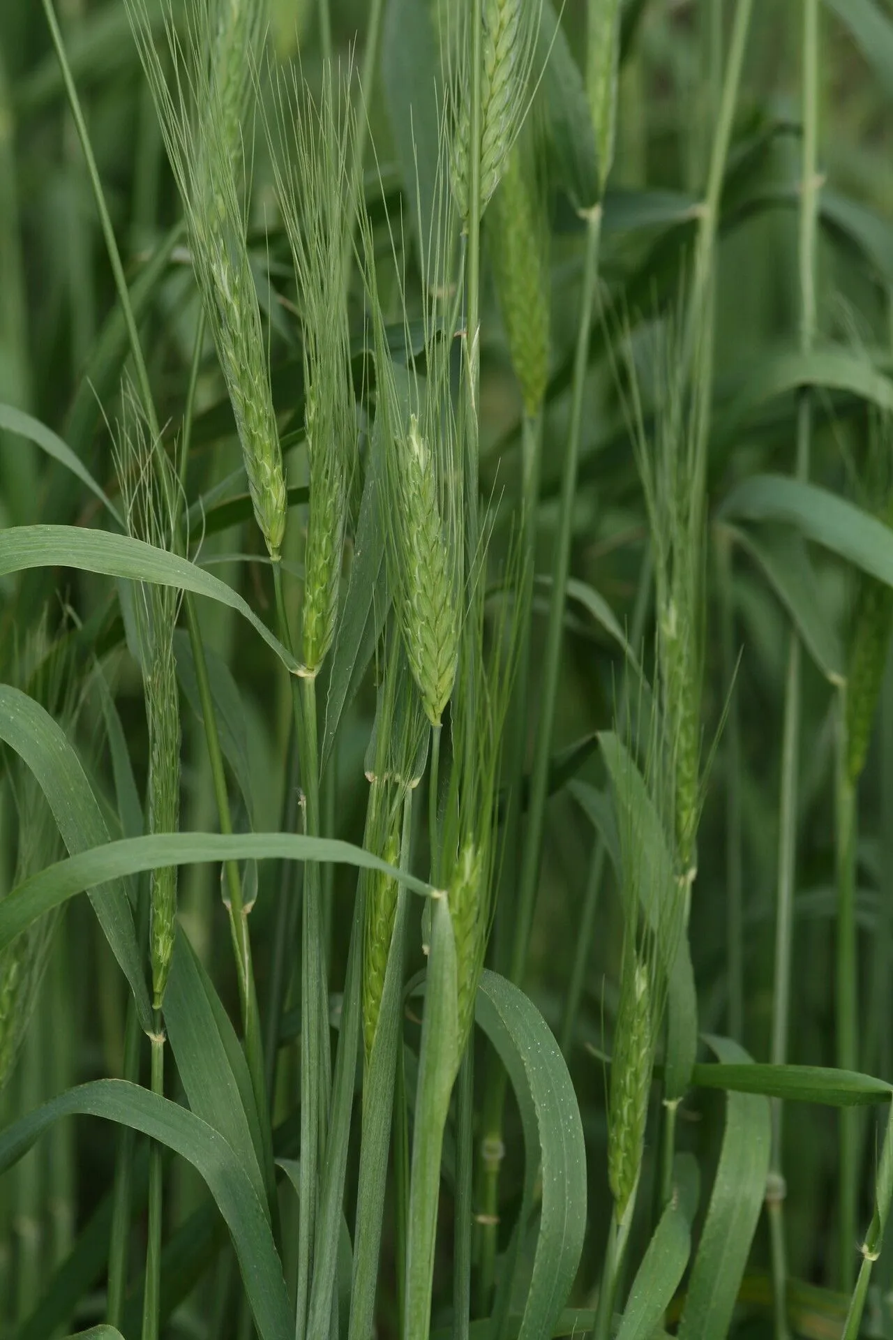 Timopheev’s wheat (Triticum timopheevii, Trudy Prikl. Bot. 19(2): 64 (1928))