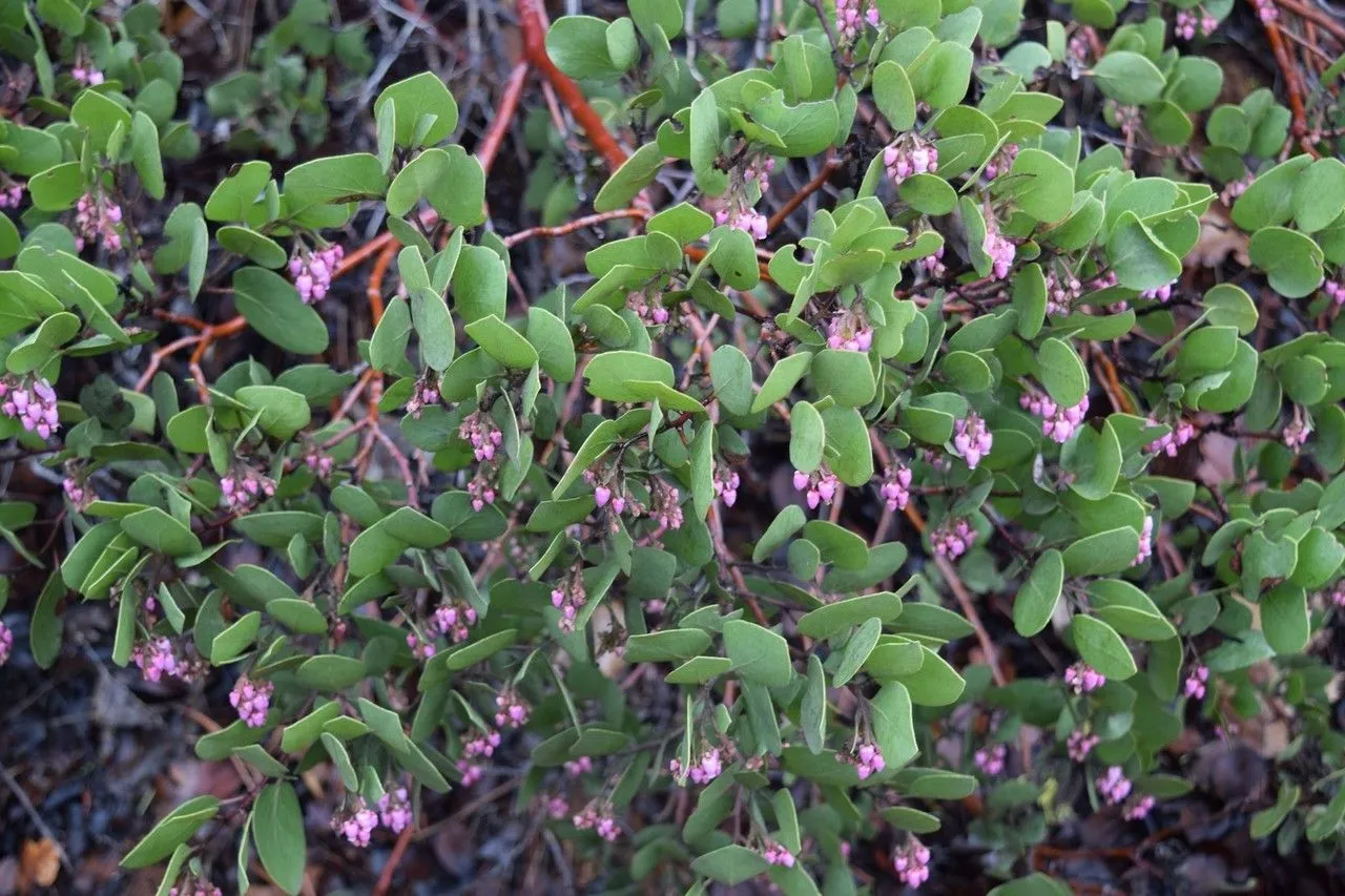 Whiteleaf manzanita (Arctostaphylos manzanita, Bull. Calif. Acad. Sci. 2: 491 (1887))