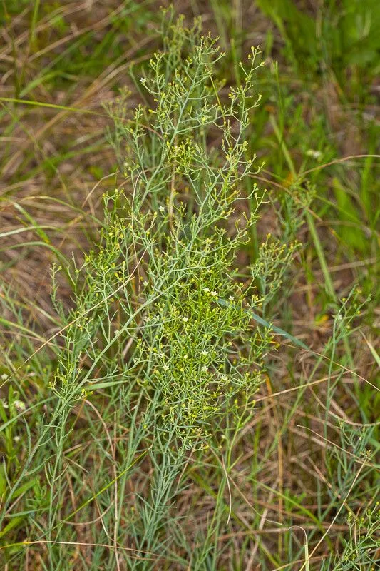 Bastard toadflax (Thesium humifusum, Fl. Franç., ed. 3, 5: 366, 1815)