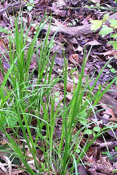 Graceful sedge (Carex gracillima, Ann. Lyceum Nat. Hist. New York 1: 66 (1824))