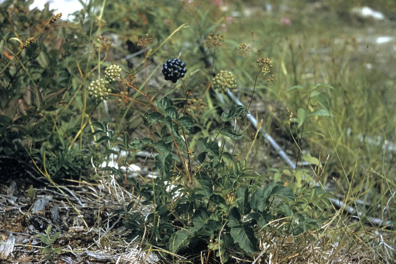 Dwarf-elder (Aralia hispida, Descr. Pl. Nouv.: t. 41 (1801))