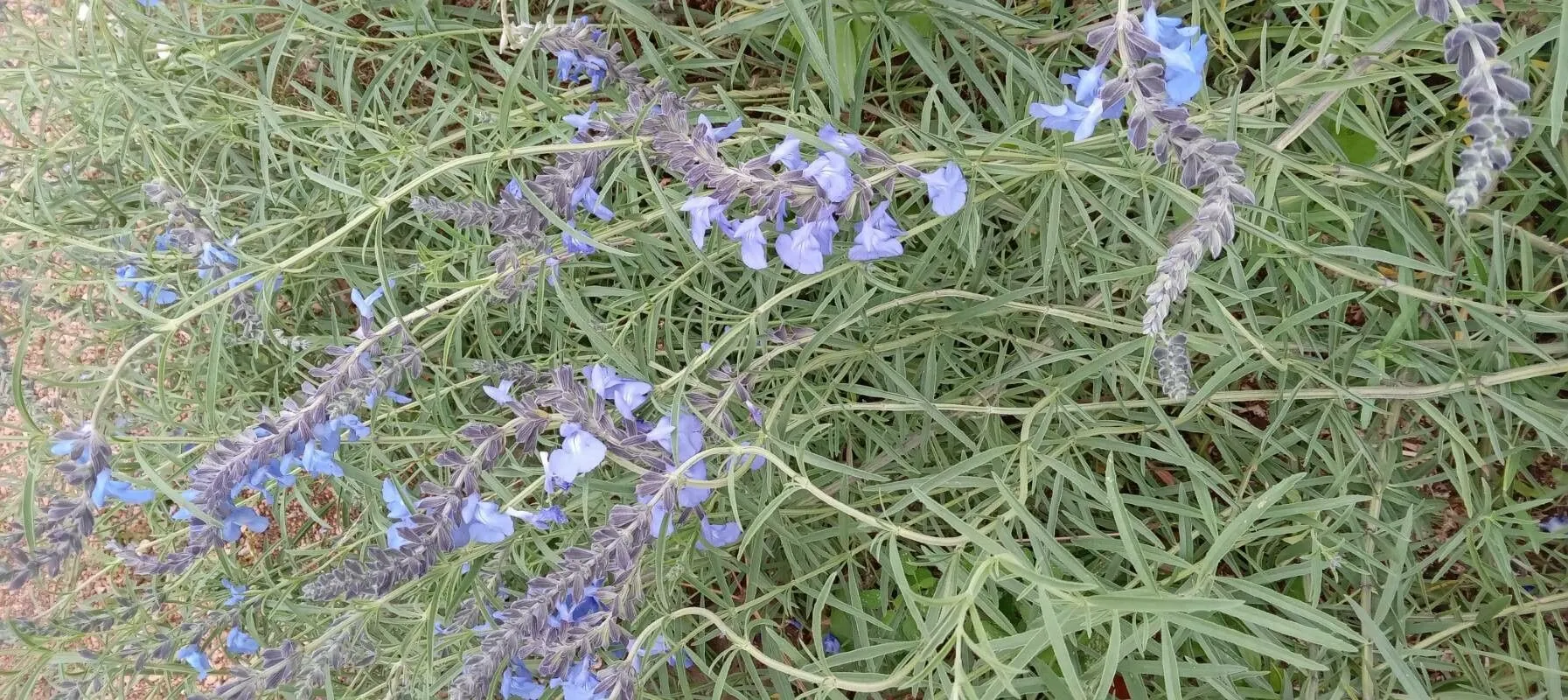 Azure blue sage (Salvia azurea, Enum. Pl. Obs. 1: 253 (1804))