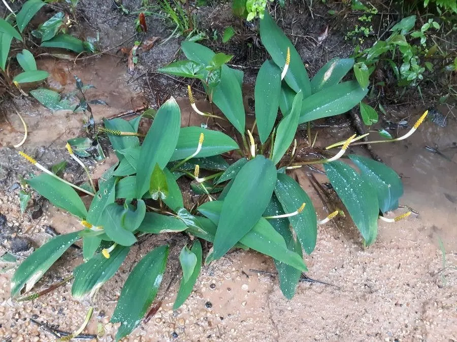 Golden-club (Orontium aquaticum, Sp. Pl.: 324 (1753))