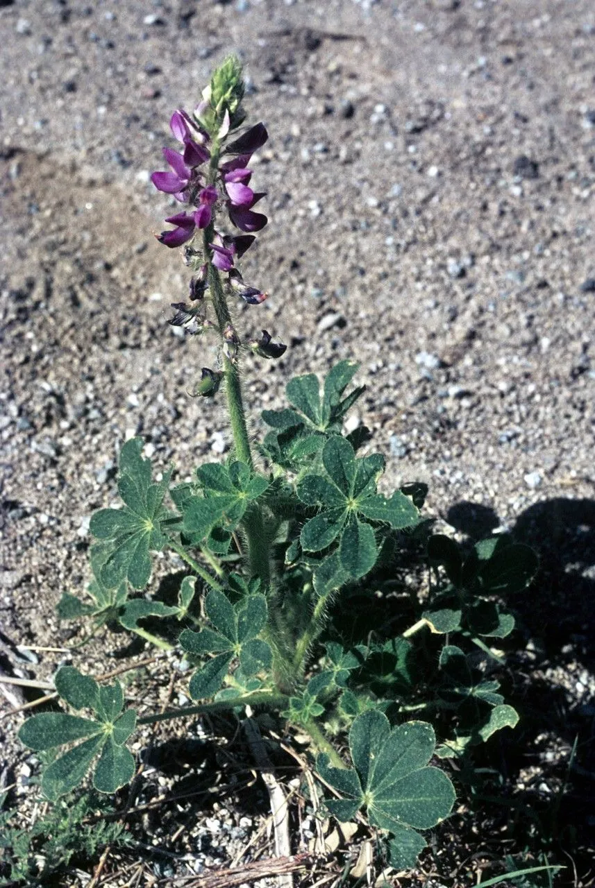 Stinging annual lupine (Lupinus hirsutissimus, Trans. Hort. Soc. London, ser. 2, 1: 411 (1834 publ. 1835))