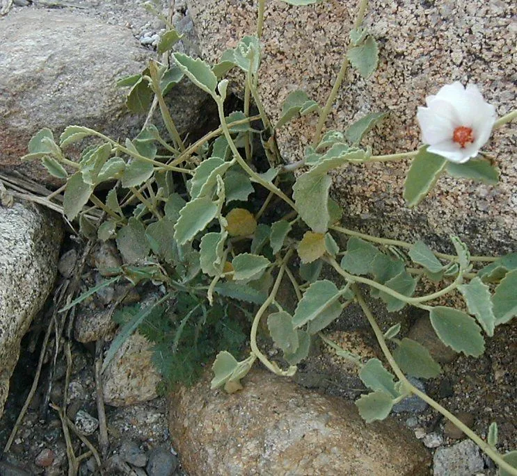 Paleface (Hibiscus denudatus, Bot. Voy. Sulphur: 7 (1844))