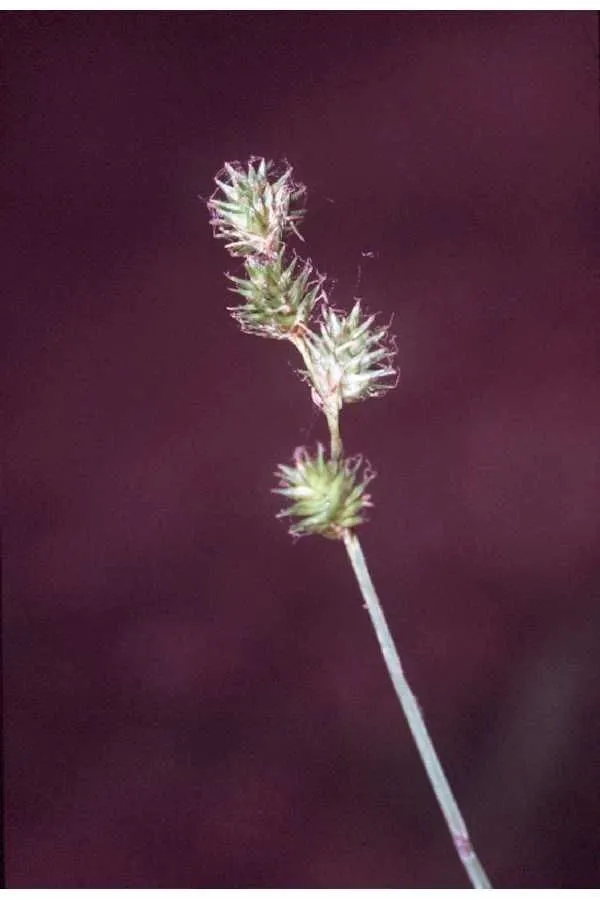 Fescue sedge (Carex festucacea, Sp. Pl., ed. 4, 4: 242 (1805))