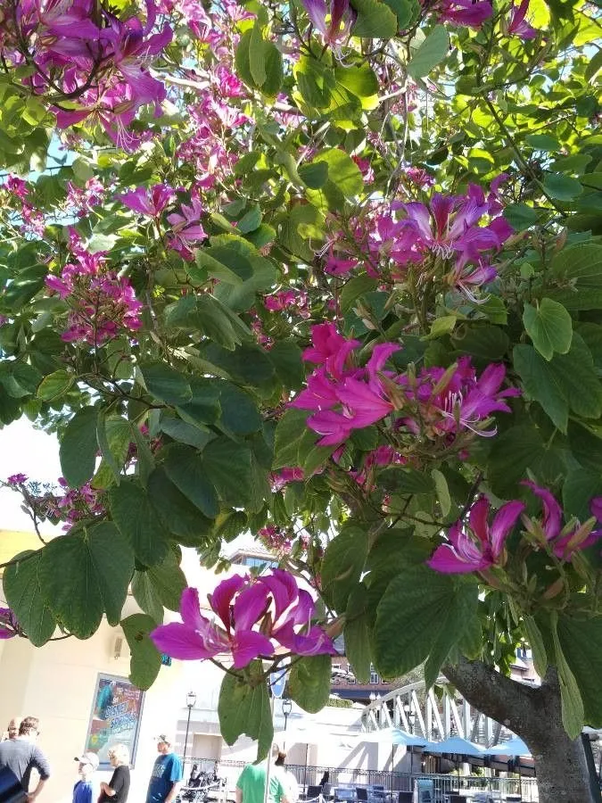 Mountain-ebony (Bauhinia variegata, Sp. pl. 1:375. 1753)