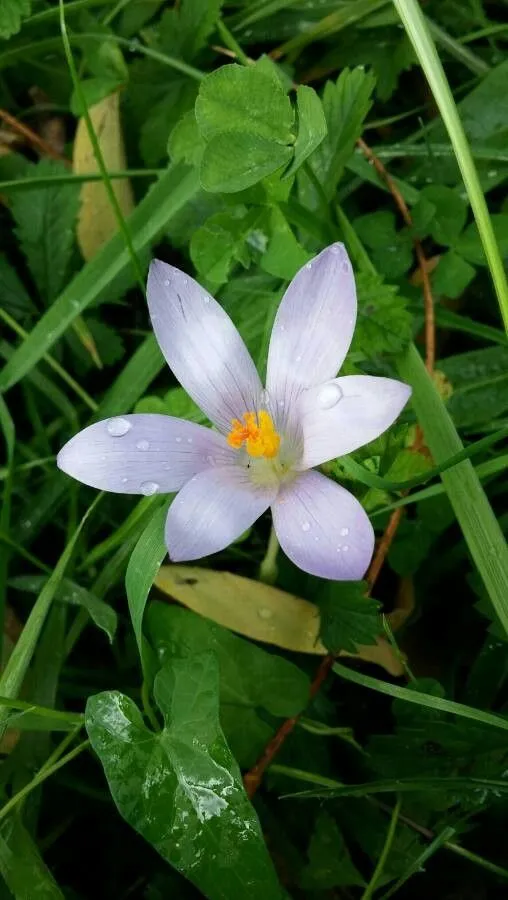 Knights of st john crocus (Crocus nudiflorus, Engl. Bot.: t. 491 (1798))