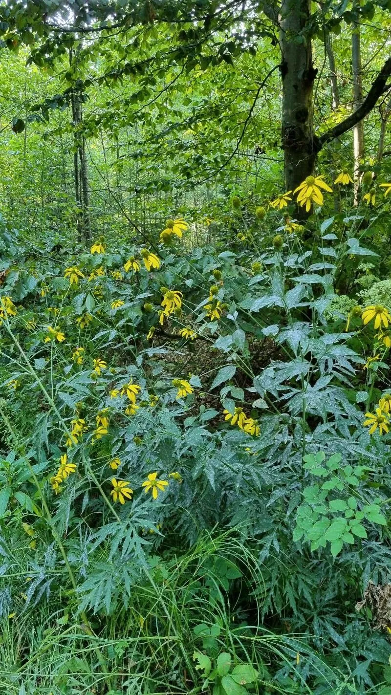 Tall coneflower (Rudbeckia laciniata, Sp. Pl.: 906 (1753))