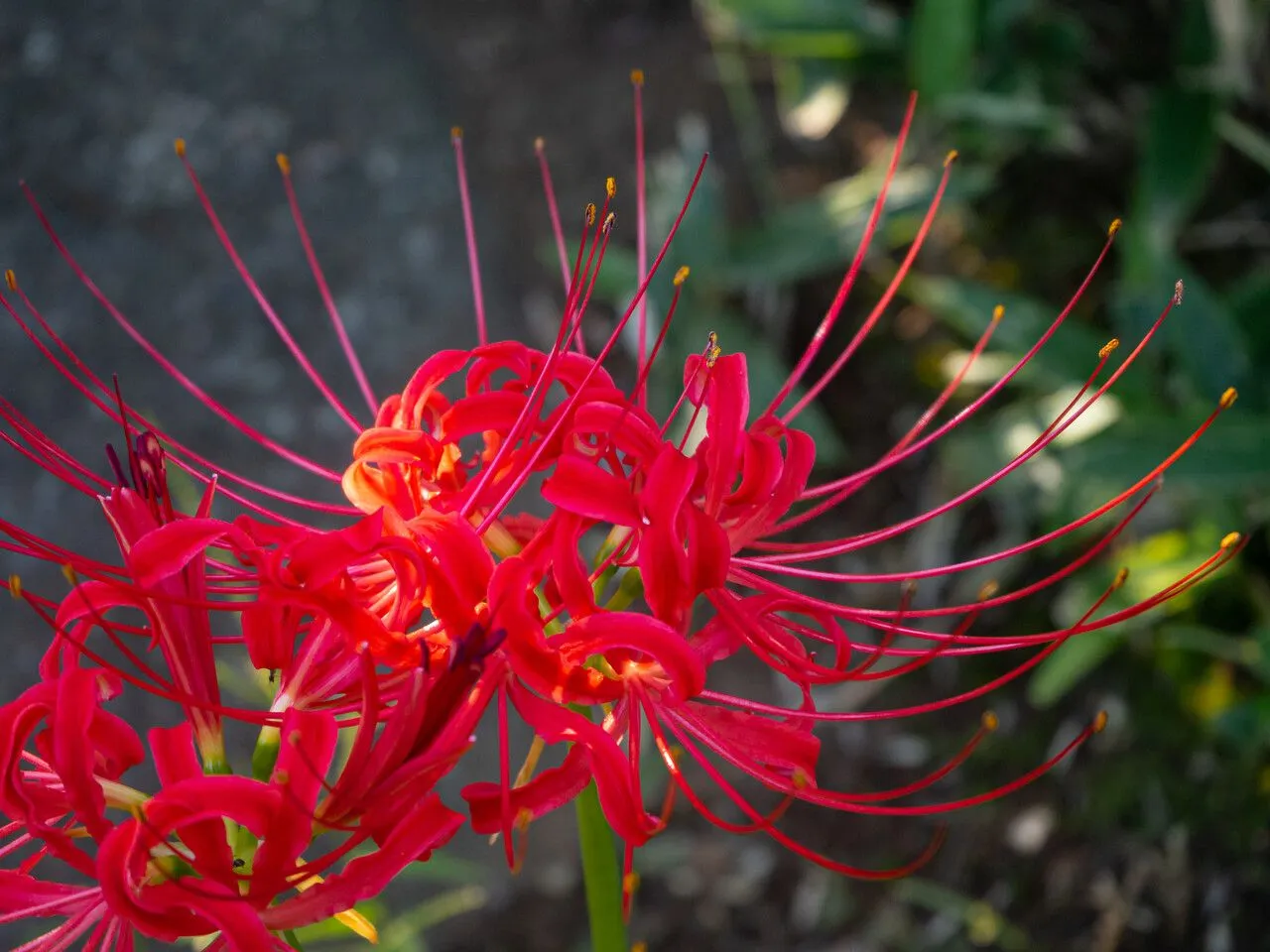 Red spider lily (Lycoris radiata, Bot. Mag. 47: t. 2113, p. 5 (1819))