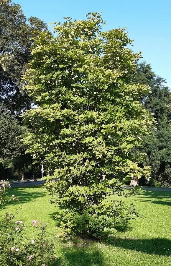 Bladdernut (Staphylea pinnata, Sp. pl. 1:270. 1753)