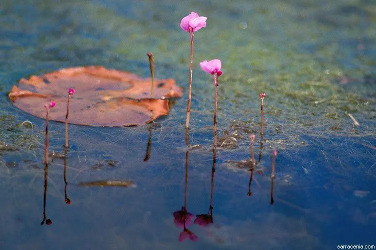 Eastern purple bladderwort (Utricularia purpurea, Fl. Carol.: 64 (1788))