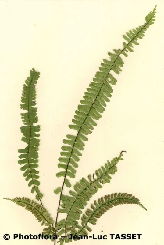 Singlesorus spleenwort (Asplenium monanthes, Mant. Pl.: 130 (1767))