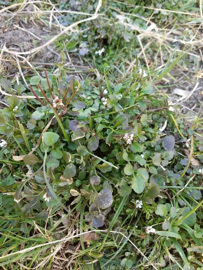 Sand bittercress (Cardamine parviflora, Syst. Nat. ed. 10, 2: 1131 (1759))