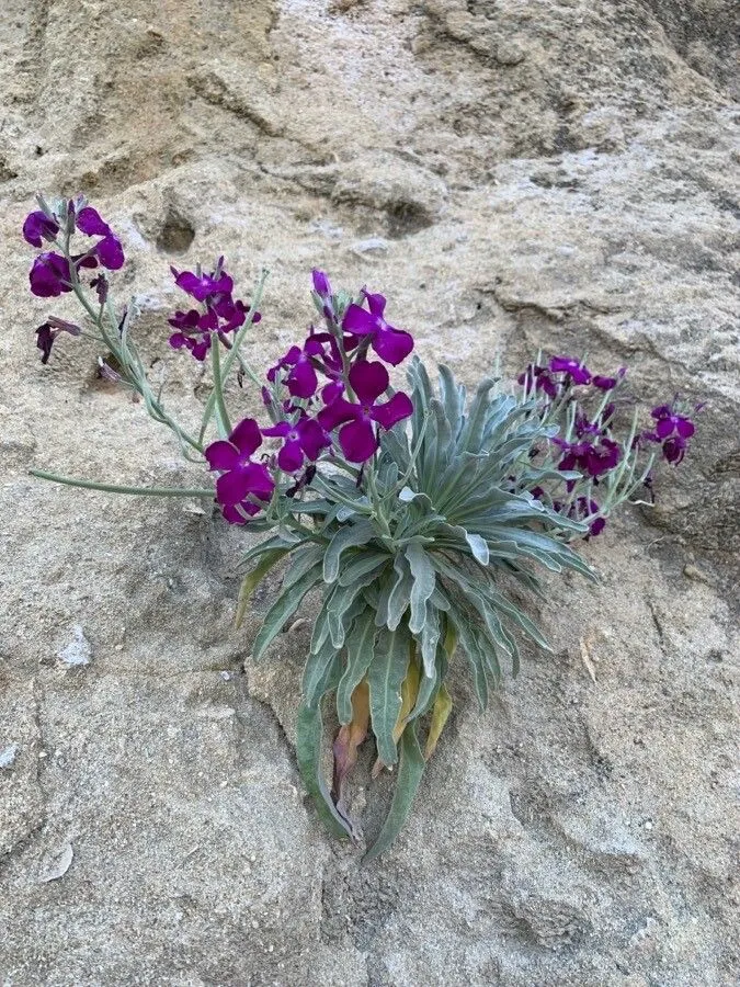 Hoary stock (Matthiola incana, Hortus Kew. 4: 119 (1812))