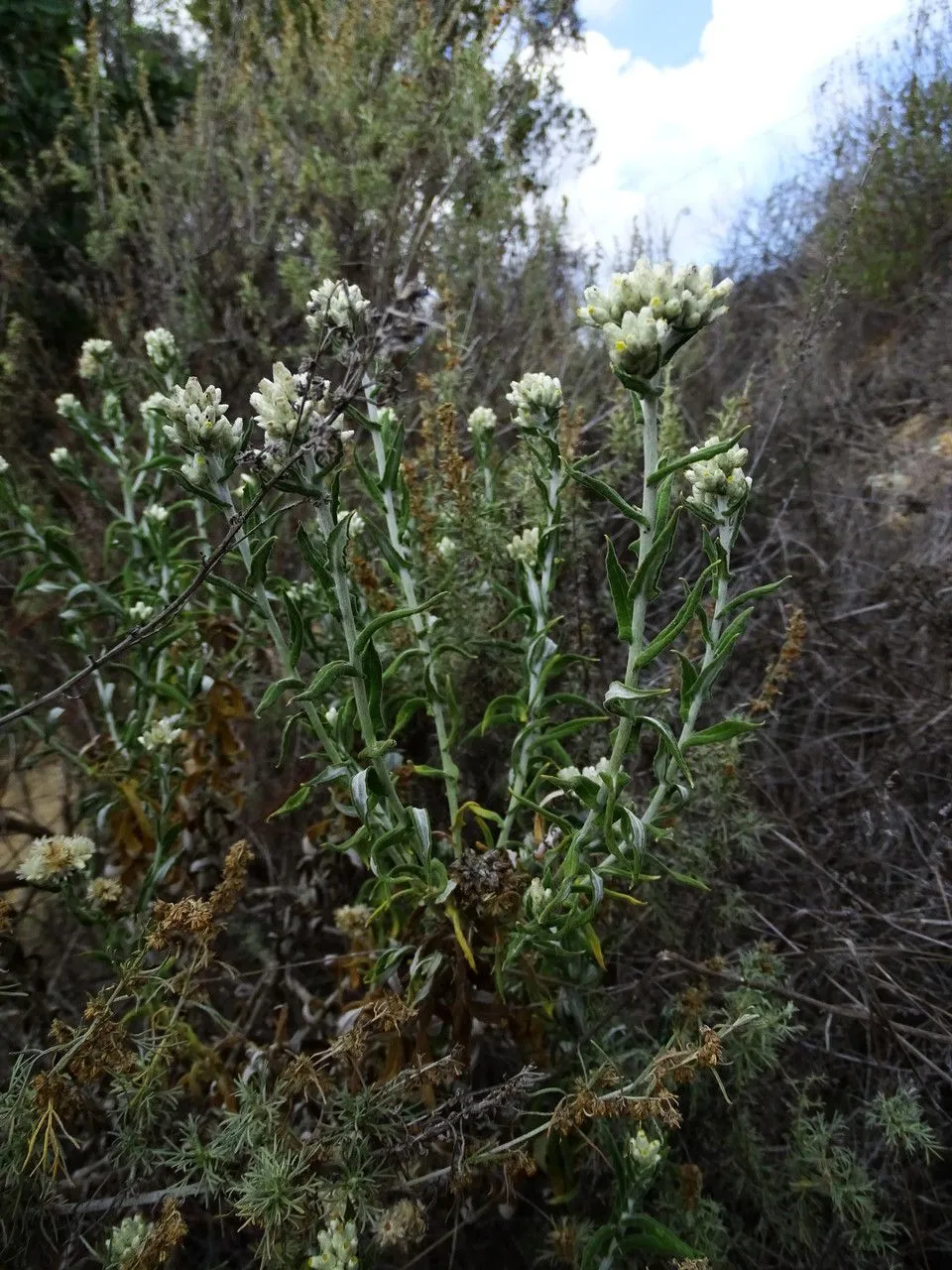 Two-color rabbit-tobacco (Pseudognaphalium biolettii, Opera Bot. 104: 147 (1991))