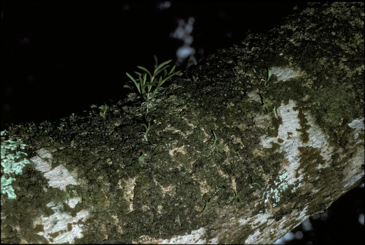 Redblotch tufted orchid (Jacquiniella globosa, Repert. Spec. Nov. Regni Veg. Beih. 7: 124 (1920))