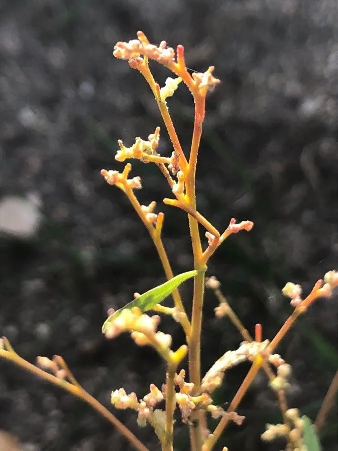 City goosefoot (Chenopodium urbicum, None)