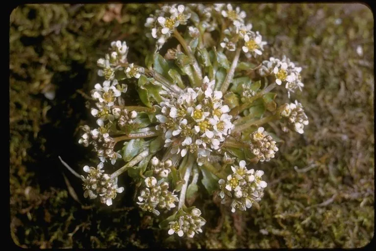 Danish scurvygrass (Cochlearia groenlandica, Sp. Pl.: 647 (1753))