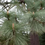 Pinaceae