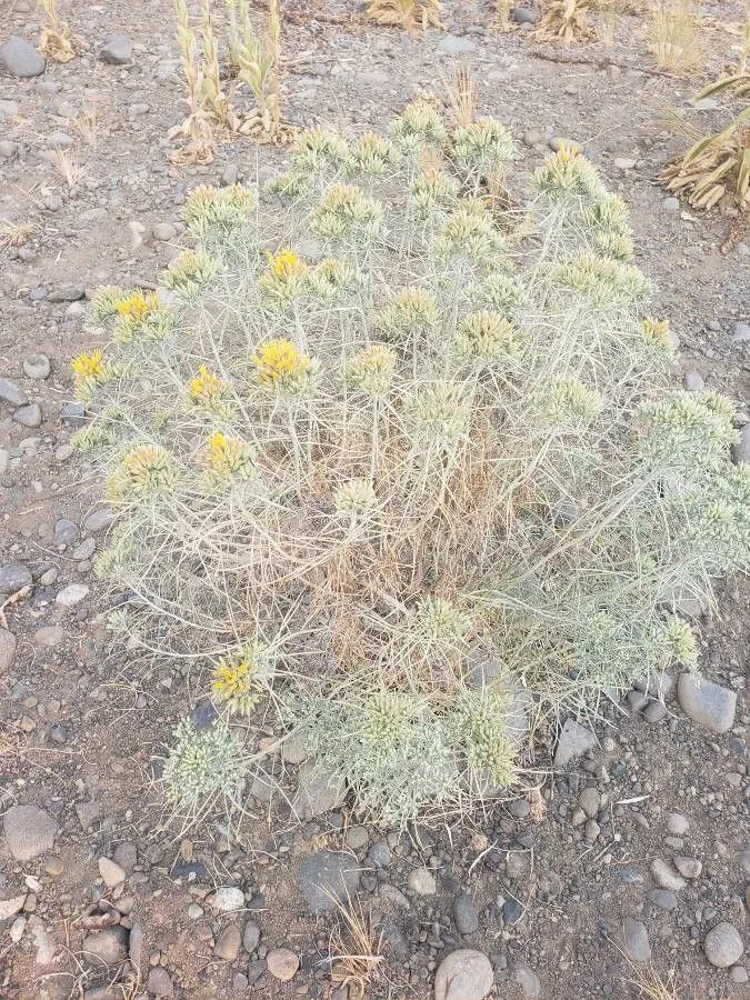 Sticky-leaf rabbitbrush (Chrysothamnus viscidiflorus, Trans. Amer. Philos. Soc., ser. 2, 7: 324 (1840))