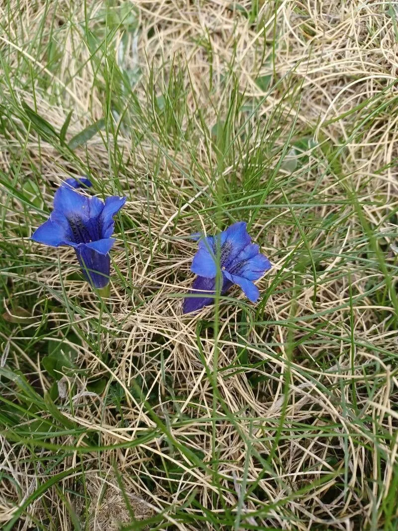 Trumpet gentian (Gentiana clusii, Bull. Soc. Hist. Nat. Savoie 1853: 185 (1854))