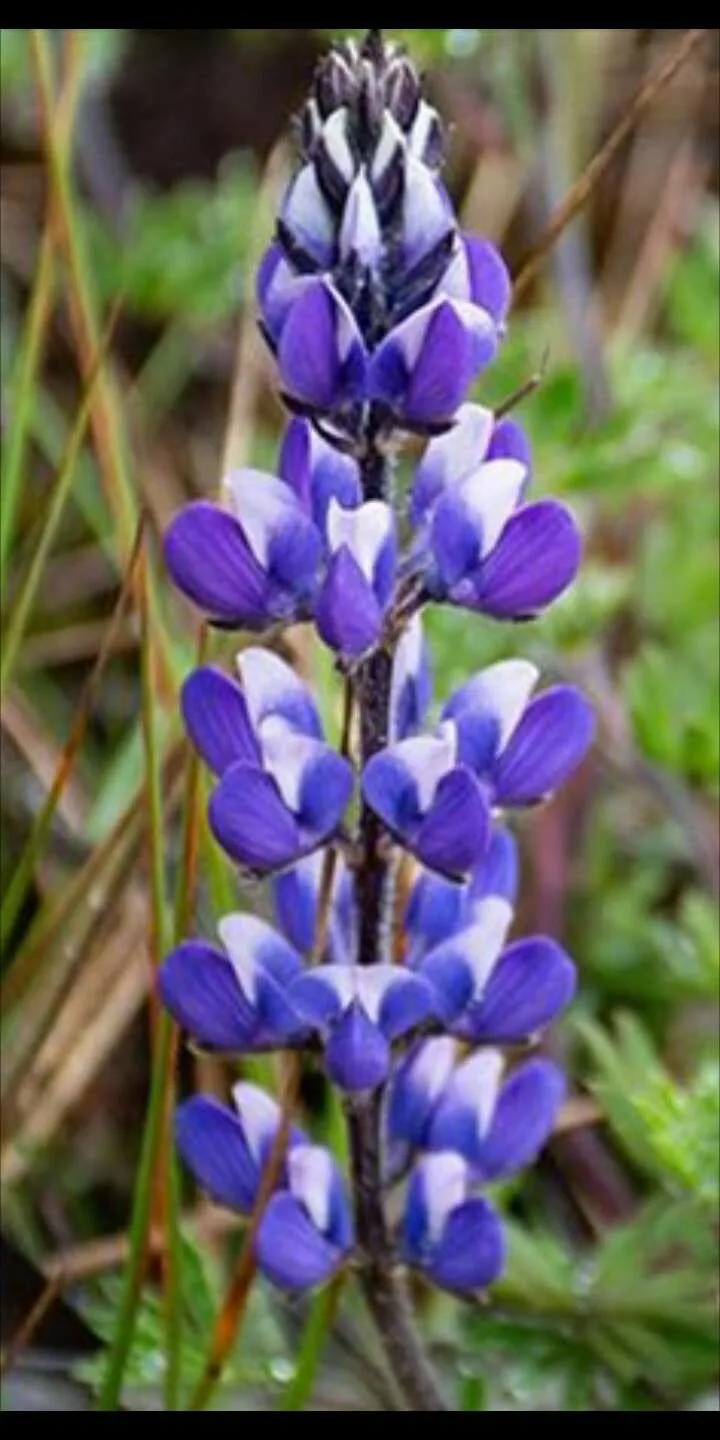 Miniature lupine (Lupinus bicolor, Bot. Reg. 13: t. 1109 (1827))