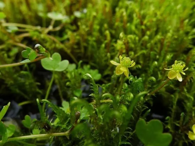 High northern buttercup (Ranunculus hyperboreus, Skr. Kiøbenhavnske Selsk. Laerd. Elsk. 10: 458 (1770))