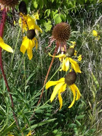 Drooping prairie-coneflower (Ratibida pinnata, Bull. Torrey Bot. Club 24(8): 410 (1897))