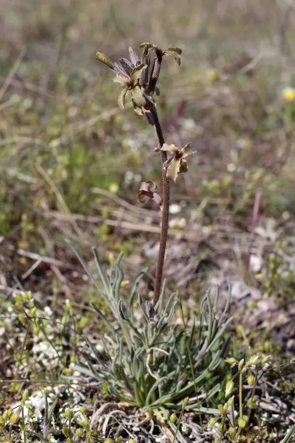 Sad stock (Matthiola fruticulosa, É.Jahandiez & al., Cat. Pl. Maroc 2: 311 (1932))