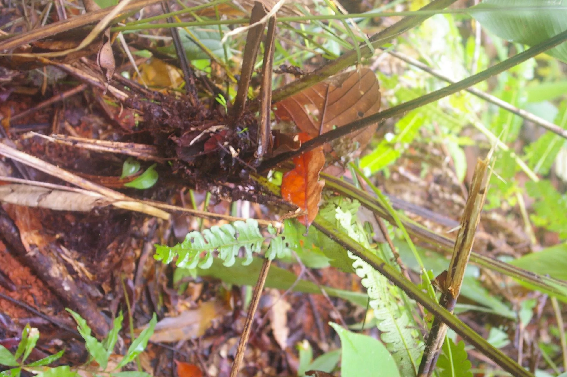 Asian sword fern (Nephrolepis brownii, Blumea 50(2): 293 (2005))