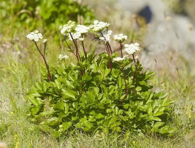 Scots lovage (Ligusticum scoticum, “Sp. pl. 1:250. 1753 “”<I>scothicum</I>“””)