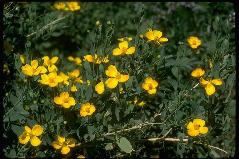 Tree-poppy (Dendromecon rigida, Trans. Hort. Soc. London, ser. 2, 1: 407 (1834 publ. 1835))