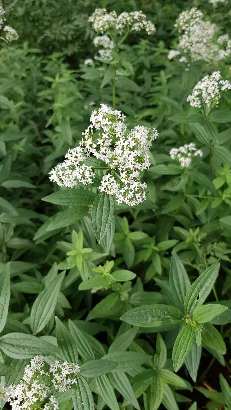 European bedstraw (Galium rubioides, Sp. Pl.: 105 (1753))