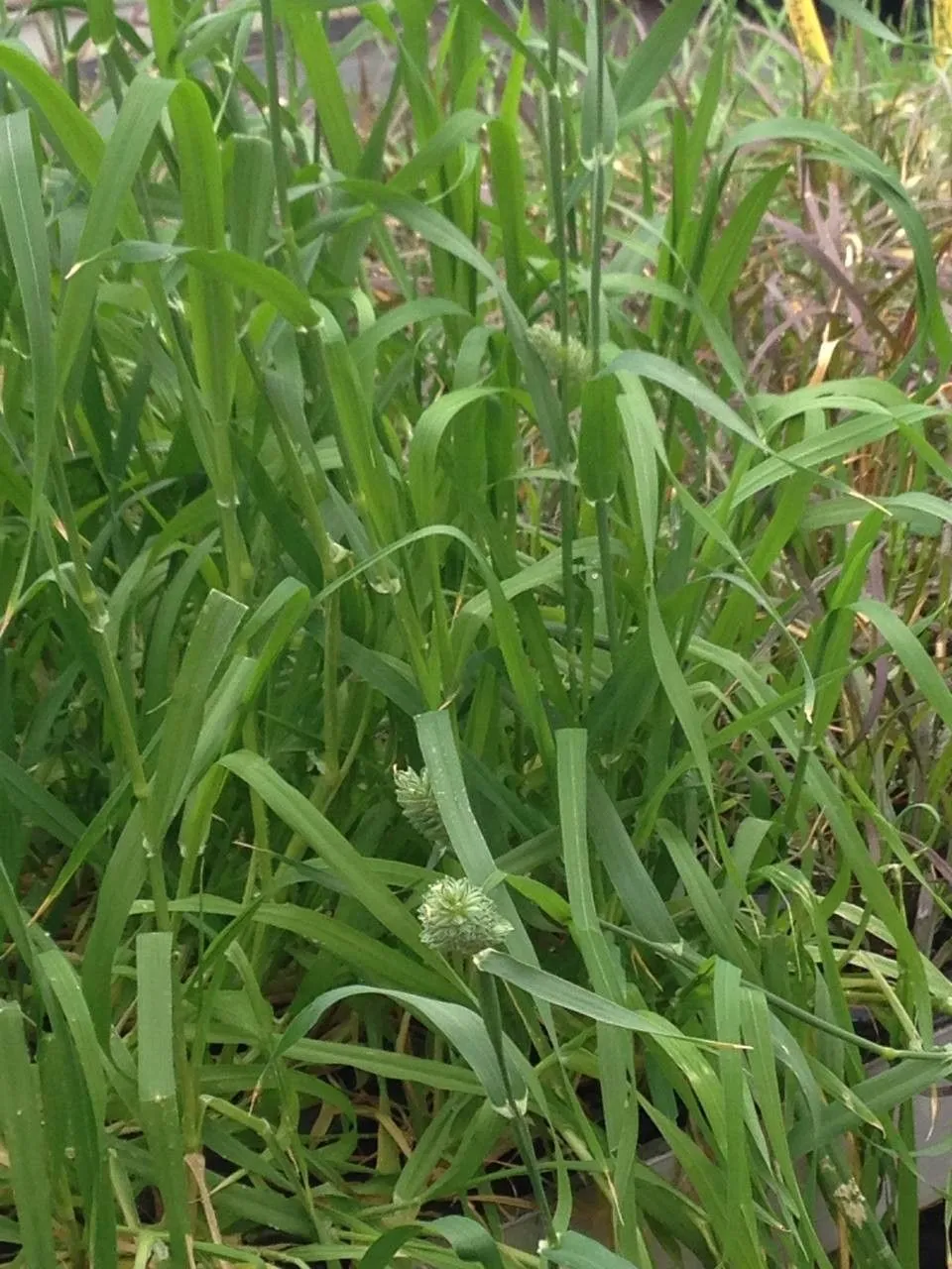 Seed canary grass (Phalaris canariensis, Sp. Pl.: 54 (1753))