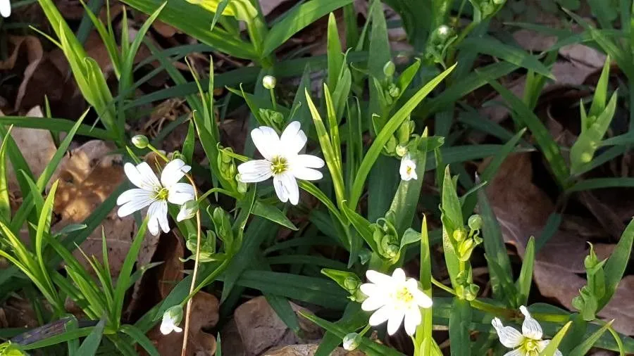 Creeping sandwort (Moehringia ciliata, A.Hartinger & K.W.von Dalla Torre, Atlas Alpenfl.: 78 (1882))